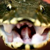 Die Todesotter lebt im australischen Outback. Bei drohender Gefahr flüchtet sie nicht, sondern versteckt sich unter Steinen, Sand und Blättern. Das macht sie für Menschen so gefährlich: Sie könnten versehentlich auf sie treten und sie so zum Biss reizen.