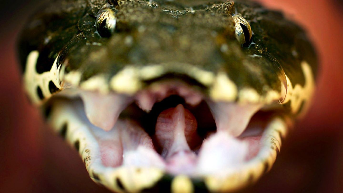 Die Todesotter lebt im australischen Outback. Bei drohender Gefahr flüchtet sie nicht, sondern versteckt sich unter Steinen, Sand und Blättern. Das macht sie für Menschen so gefährlich: Sie könnten versehentlich auf sie treten und sie so zum Biss reizen.