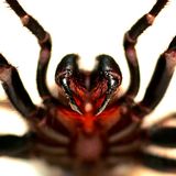 Die Trichternetzspinne sieht der Vogelspinne ähnlich und wird oft mit ihr verwechselt. Das Männchen ist etwas kleiner als das Weibchen, aber sechsmal giftiger, was sie zur gefährlichsten Spinne der Welt macht. Die kräftigen Beißwerkzeuge sollen sogar durch feste Schuhe dringen können. Erstaunlicherweise ist das Gift nur für Menschen und Primaten nicht jedoch für andere Insekten giftig. Krankenhäuser halten stets ein Gegengift parat. Seit der Erfindung des Gegengiftes sind die Todesfälle seit den 1980 Jahren auf Null zurückgegangen.