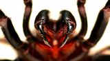 Die Trichternetzspinne sieht der Vogelspinne ähnlich und wird oft mit ihr verwechselt. Das Männchen ist etwas kleiner als das Weibchen, aber sechsmal giftiger, was sie zur gefährlichsten Spinne der Welt macht. Die kräftigen Beißwerkzeuge sollen sogar durch feste Schuhe dringen können. Erstaunlicherweise ist das Gift nur für Menschen und Primaten nicht jedoch für andere Insekten giftig. Krankenhäuser halten stets ein Gegengift parat. Seit der Erfindung des Gegengiftes sind die Todesfälle seit den 1980 Jahren auf Null zurückgegangen.