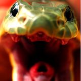 In Australien leben sechs der zehn tödlichsten Schlangen der Welt, aber keine tötet mehr als sie: Am Biss der Mulgaschlange sterben Down Under so viele Menschen wie an keiner anderen Schlangenart. Sie sondert mehr Gift ab als all ihre bissigen Kolleginnen. Pro Biss etwa 150 Milligramm. Das Gift verursacht schwere Nervenschäden, stoppt die Blutgerinnung und lähmt die Atmung. Auch wenn sie auch als "King Brown"  bezeichnet wird, gehört sie zur Gattung der Schwarzottern.