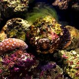 Gut getarnt wartet er im Ozean auf seine Opfer: Der Steinfisch, giftigster Fisch der Welt. Seine 13 scharfen Rückenflossen sind mit extrem giftigem Gift präpariert, das Schmerzen, Lähmungen, Atemnot verursacht und schließlich zu Herz-Kreislauf-Versagen führen kann. Erst seit 1959 gibt es ein Gegengift, das aus dem Blut von Pferden gewonnen wird, die mit winzigen Dosen des Giftes zuvor immunisiert wurden. Begegnungen von Mensch und Steinfisch sind jedoch äußerst selten. Erste Hilfe: Stachel aus der Haut ziehen und die betroffene Körperpartie in heißes Wasser tauchen (mindestens 40 Grad). Die Hitze zersetzt die Eiweißstruktur des Giftes. Arzt aufsuchen.