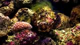Gut getarnt wartet er im Ozean auf seine Opfer: Der Steinfisch, giftigster Fisch der Welt. Seine 13 scharfen Rückenflossen sind mit extrem giftigem Gift präpariert, das Schmerzen, Lähmungen, Atemnot verursacht und schließlich zu Herz-Kreislauf-Versagen führen kann. Erst seit 1959 gibt es ein Gegengift, das aus dem Blut von Pferden gewonnen wird, die mit winzigen Dosen des Giftes zuvor immunisiert wurden. Begegnungen von Mensch und Steinfisch sind jedoch äußerst selten. Erste Hilfe: Stachel aus der Haut ziehen und die betroffene Körperpartie in heißes Wasser tauchen (mindestens 40 Grad). Die Hitze zersetzt die Eiweißstruktur des Giftes. Arzt aufsuchen.
