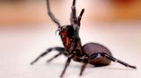 Einen Giftcocktail aus 40 toxischen Proteinen hält die Trichternetzspinne für ihre Opfer bereit. Wird der Gebissene nicht behandelt, kann er binnen zwei Stunden sterben. Die Spinnen bauen ihre trichterförmigen Netze gern an kühlen, feuchten Stellen. 