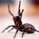 Einen Giftcocktail aus 40 toxischen Proteinen hält die Trichternetzspinne für ihre Opfer bereit. Wird der Gebissene nicht behandelt, kann er binnen zwei Stunden sterben. Die Spinnen bauen ihre trichterförmigen Netze gern an kühlen, feuchten Stellen. 