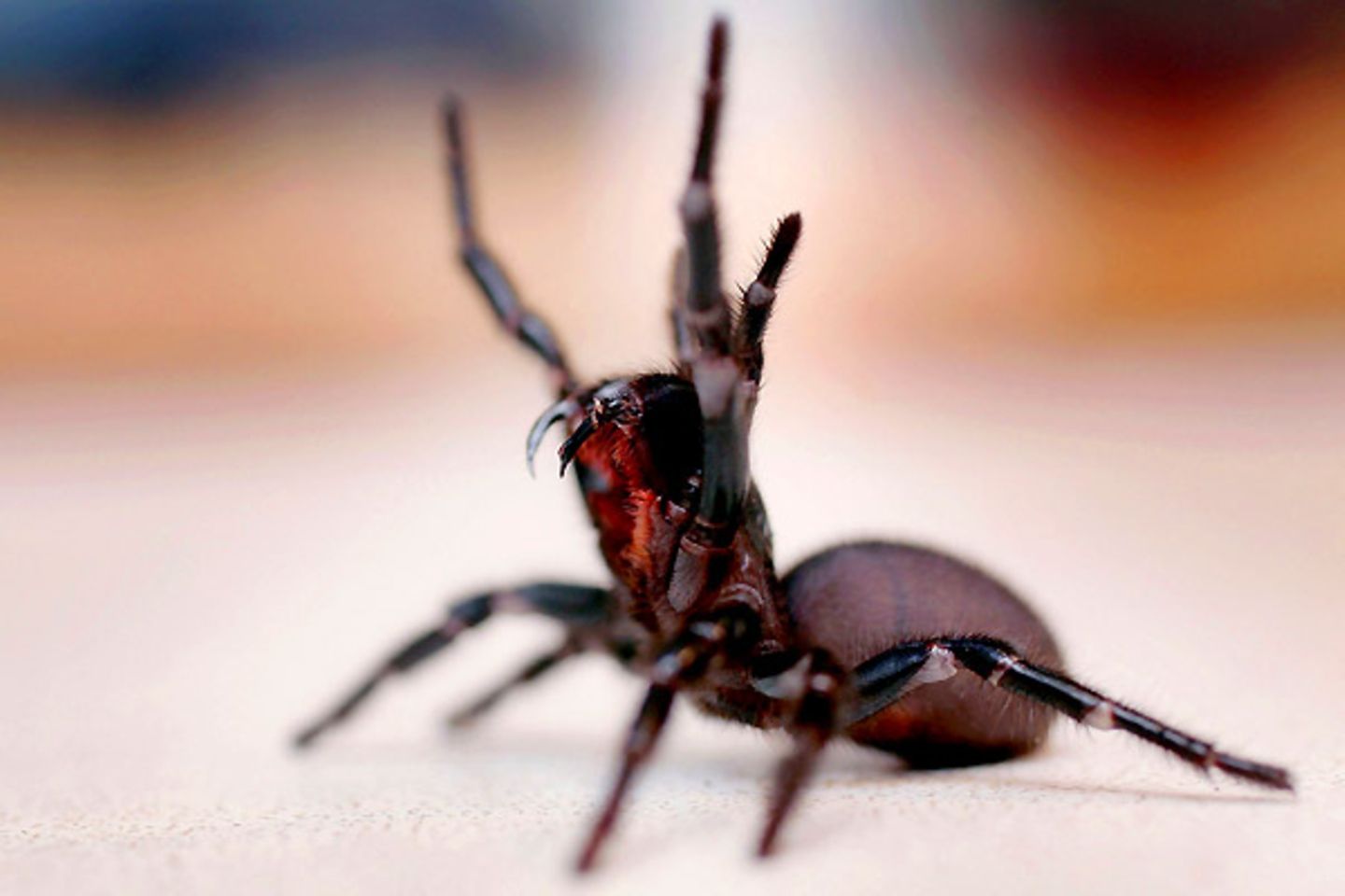 Einen Giftcocktail aus 40 toxischen Proteinen hält die Trichternetzspinne für ihre Opfer bereit. Wird der Gebissene nicht behandelt, kann er binnen zwei Stunden sterben. Die Spinnen bauen ihre trichterförmigen Netze gern an kühlen, feuchten Stellen. 