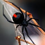 Bild 1 von 13 der Fotostrecke zum Klicken:  Die Rotrückenspinne, eine enge Verwandte der amerikanischen Schwarzen Witwe, besitzt ein sehr langsam wirkendes Nervengift, das Schmerzen, Schweißausbrüche, Übelkeit und Halluzinationen auslöst und  auch zum Tode führen kann. Jedoch ist nur das Weibchen der Art gefährlich. Die kleinen Spinnen verstecken sich gern in  Nischen, unter Treppen oder in Blumentöpfen. Jedes Jahr werden rund 300 Menschen von einem "Red Back Spider" gebissen. Es gibt ein schnell wirkendes Gegengift.