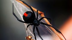 Bild 1 von 13 der Fotostrecke zum Klicken:  Die Rotrückenspinne, eine enge Verwandte der amerikanischen Schwarzen Witwe, besitzt ein sehr langsam wirkendes Nervengift, das Schmerzen, Schweißausbrüche, Übelkeit und Halluzinationen auslöst und  auch zum Tode führen kann. Jedoch ist nur das Weibchen der Art gefährlich. Die kleinen Spinnen verstecken sich gern in  Nischen, unter Treppen oder in Blumentöpfen. Jedes Jahr werden rund 300 Menschen von einem "Red Back Spider" gebissen. Es gibt ein schnell wirkendes Gegengift.
