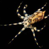 Der Biss des blaugeringelten Kraken ist oft schmerzlos und bleibt deshalb unbemerkt. Das ist tückisch, denn sein Gift hat es in sich. Innerhalb von zwei Stunden wirkt es lähmend auf die Brustmuskulatur und das Zwerchfell, die Folge kann Atemstillstand sein. Wird der Patient fachgerecht beatmet bis die Giftwirkung abklingt, bleiben keine weiteren Nachwirkungen des Bisses.