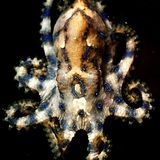 Blauring-Kraken kommen in Neusüdwales, in Südaustralien und im Norden Westaustraliens vor. Sie sind 10 bis 15 Zentimeter klein und sehr scheu. Werden die Tiere jedoch gereizt, entstehen auf ihrer normalerweise gelblichen Haut leuchtend blaue Ringe. Eine letzte Warnung im Guten sozusagen. Taucher sollten in diesem Fall schnell auf Abstand gehen. 