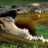 Leistenkrokodile können bis zu sechs Meter lang und bis zu 1000 Kilogramm schwer werden. Das macht sie zu den gefürchtetsten Jägern Nordaustraliens. Es ist das größte Reptil der Welt und das einzige Tier Australiens, das aktiv Jagd auf Menschen macht, wenn sie sein Gebiet betreten. Besonders das Weibchen ist extrem reizbar, wenn es seine Eier verteidigt