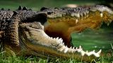 Leistenkrokodile können bis zu sechs Meter lang und bis zu 1000 Kilogramm schwer werden. Das macht sie zu den gefürchtetsten Jägern Nordaustraliens. Es ist das größte Reptil der Welt und das einzige Tier Australiens, das aktiv Jagd auf Menschen macht, wenn sie sein Gebiet betreten. Besonders das Weibchen ist extrem reizbar, wenn es seine Eier verteidigt