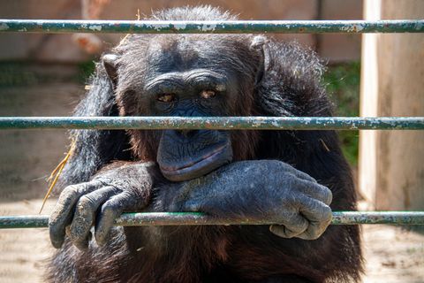 Julia Klöckners geplantes Verbot von Wildtieren in Zirkussen geht mehreren Länder-Ressortchefs nicht weit genug (Symbolfoto)