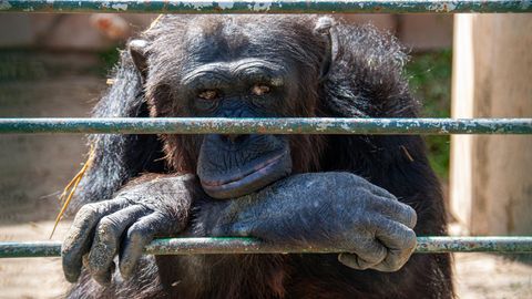 Julia Klöckners geplantes Verbot von Wildtieren in Zirkussen geht mehreren Länder-Ressortchefs nicht weit genug (Symbolfoto)