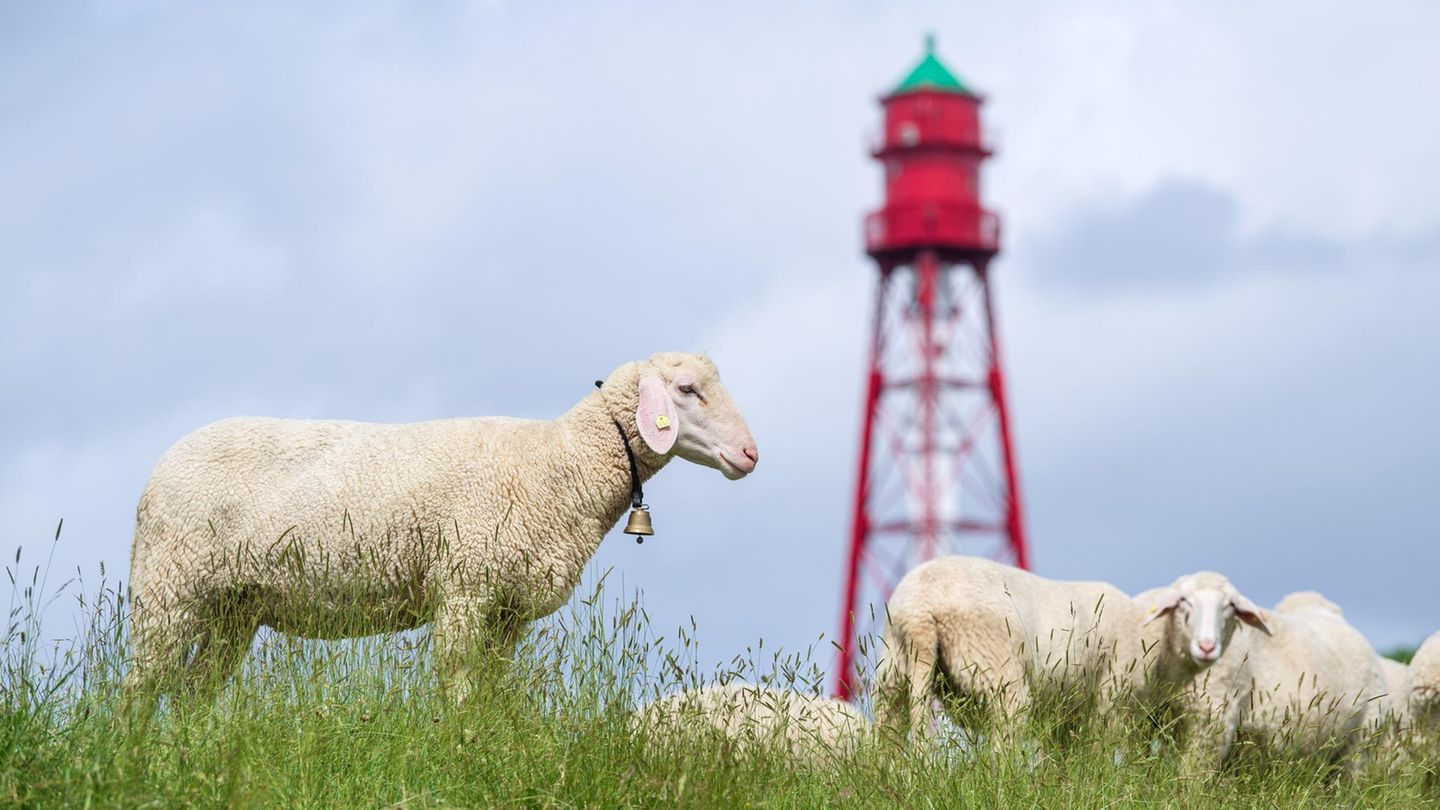 Schafe grasen vor dem Campener Leuchtturm an der Ostfriesischen Küste
