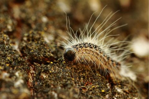 Eichenprozessionsspinner im Hamburger Stadtpark.