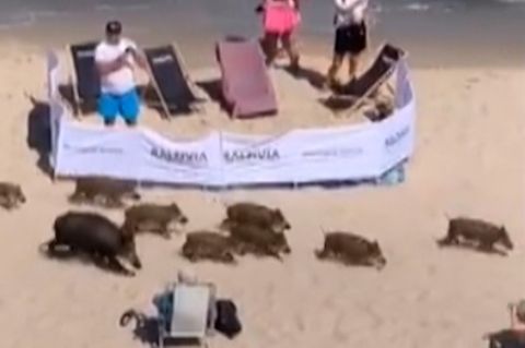 Polnische Ostsee: Hier machen auch Wildschweine Strandurlaub
