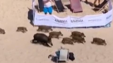 Polnische Ostsee: Hier machen auch Wildschweine Strandurlaub