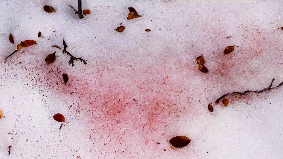 Blut auf Schnee? Forscher untersuchen rote Gletscher Blut auf Schnee? Forscher untersuchen rote Gletscher
