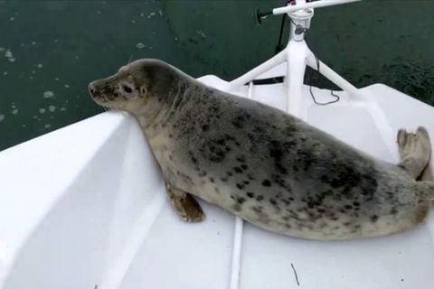 Vor schwedischer Küste: Überraschender Passagier bei Segelregatta: Robbe klettert auf Jacht und fährt einfach mit