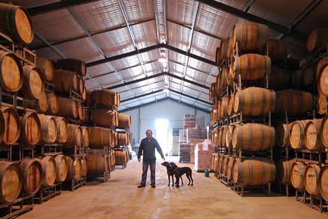Neben seinem in die Felsen getriebenen Weinkeller altert der vergorene Traubensaft bei Maxwell Wines auch im temperierten Wellblechhangar, wie es bei den meisten australischen Weingütern üblich ist - seine Jagdhunde begleiten ihn stets auf dem Rundgang