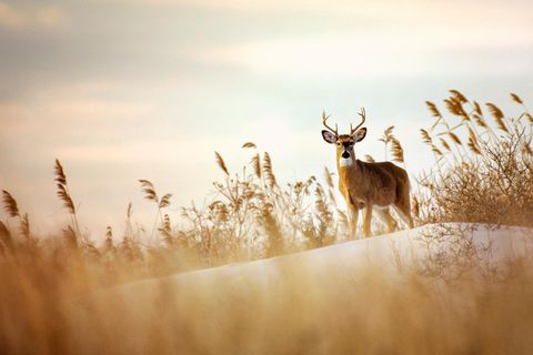 Ein Hirsch steht am Strand
