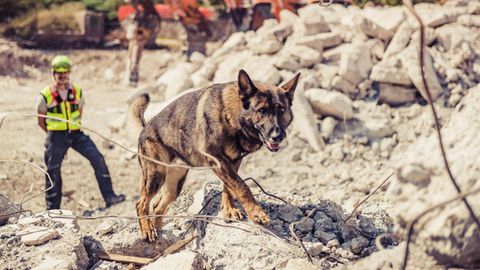 Schäferhund läuft über Trümmer eines Hauses, ein Hundeführer beobachtet ihn aus der Ferne.
