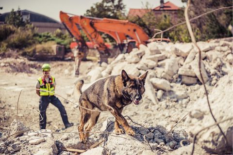 Schäferhund läuft über Trümmer eines Hauses, ein Hundeführer beobachtet ihn aus der Ferne.