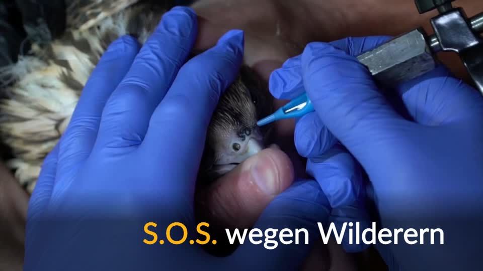 Video: Tattoos sollen Falken unverkäuflich machen