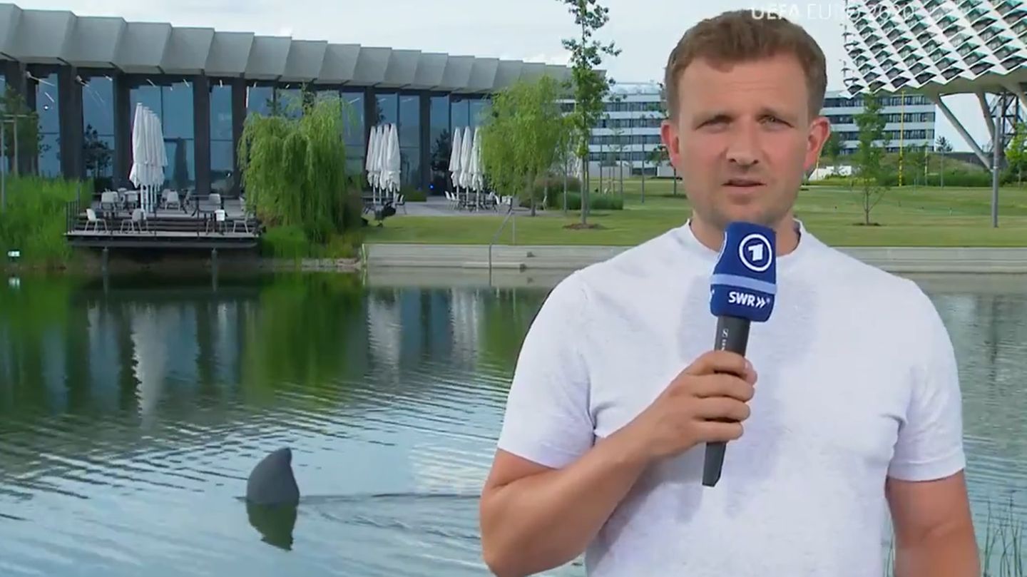 Shark alarm at the DFB during ARD live: Giant fin amuses the network