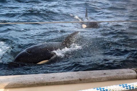Orcas im Meerwasser