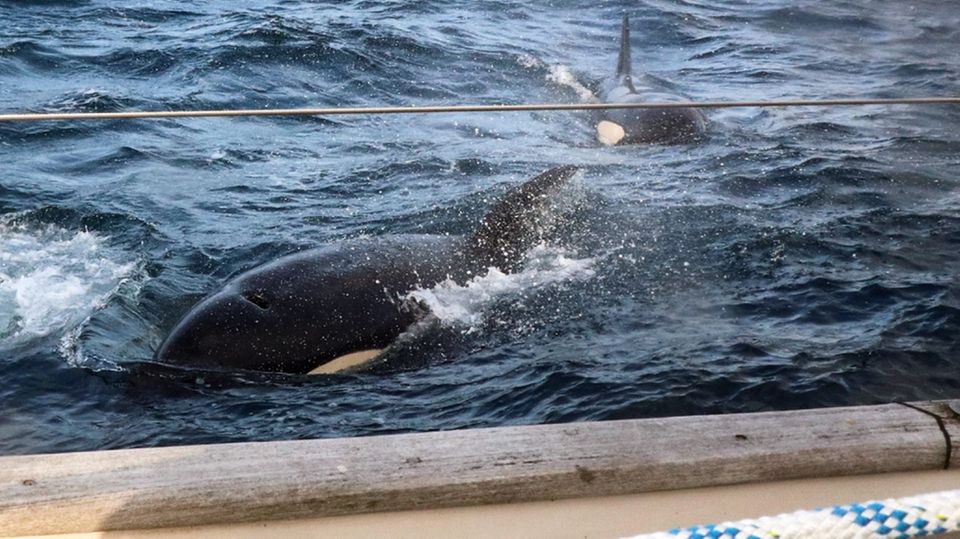 Orcas im Meerwasser