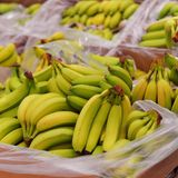 Sie sind ein Singlehaushalt und können mit einer halben Staude Bananen wenig anfangen? Kein Problem. Reißen sie sich einfach so viele Bananen zu recht, wie viele sie benötigen. Das ist nämlich erlaubt. Genauso dürfen Sie sich ein Ingwerstück zurechtzuzupfen, wem die ganze Wurzel zu groß ist. 