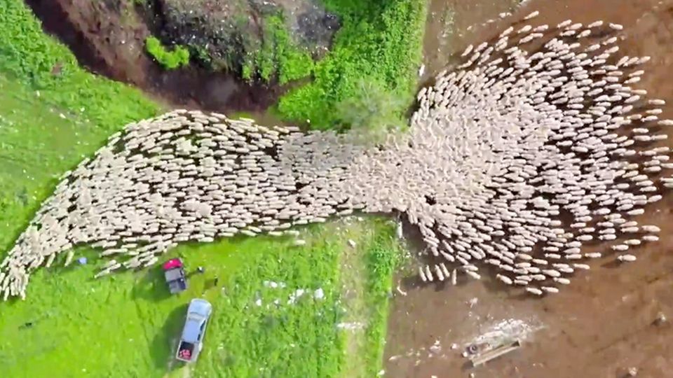 Spektakuläres Zeitraffer zeigt Hunderte wandernde Schafe