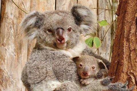 Im Duisburger Zoo ist ein Koala geboren worden.