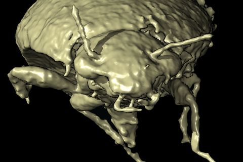 Käfer hat 230 Millionen Jahre in Dinokot überdauert