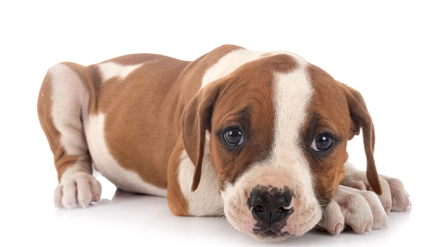 Ein amerikanischer Bulldoggen-Welpe: Das Landgericht Weiden entscheidet Mitte Juli über die Anklage des illegalen Erwerbs eines Welpens. (Symbolbild)
