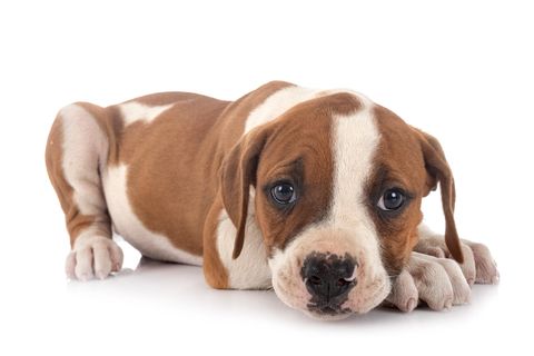 Ein amerikanischer Bulldoggen-Welpe: Das Landgericht Weiden entscheidet Mitte Juli über die Anklage des illegalen Erwerbs eines Welpens. (Symbolbild)
