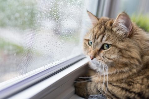 Eine Katze schaut aus einem regennnassen Fenster