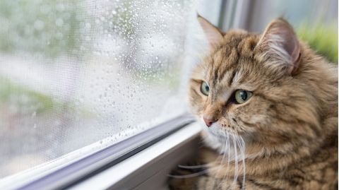 Eine Katze schaut aus einem regennnassen Fenster