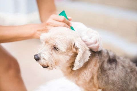Einem Hund wird ein Anti-Flohmittel verabreicht