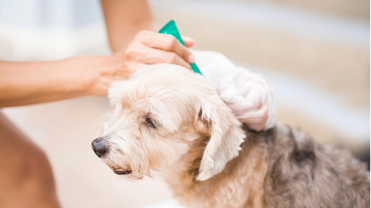 Einem Hund wird ein Anti-Flohmittel verabreicht