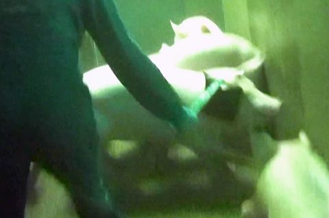 Tierquälerei in Schlachtbetrieb: Arbeiter prügeln brutal auf Schweine ein
