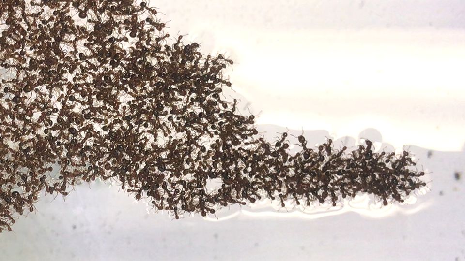 Zeitraffer: Ameisen bauen Superfloß – Was Forscher daraus lernen wollen