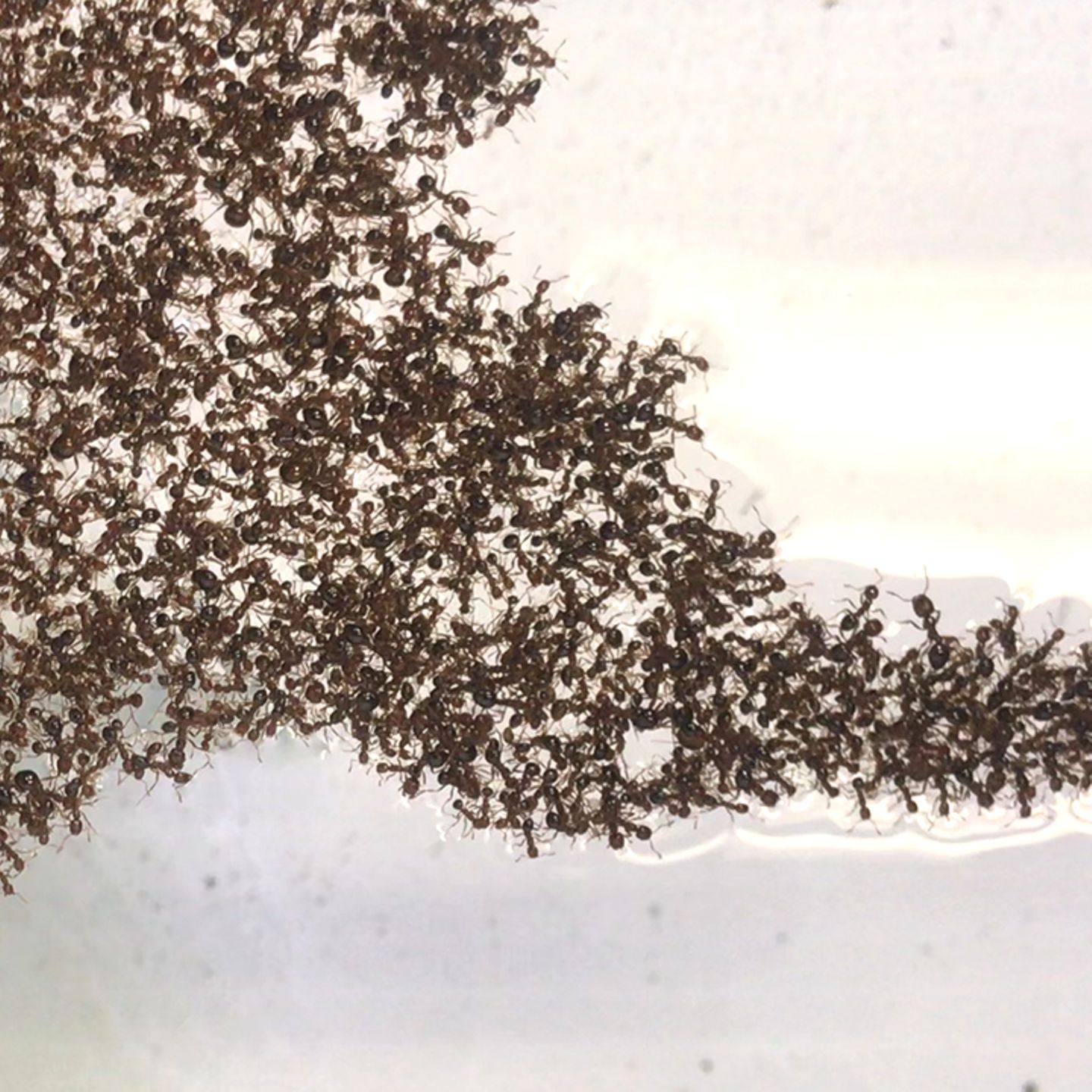 Zeitraffer Video Ameisen Bilden Superfloss Forscher Staunen Stern De