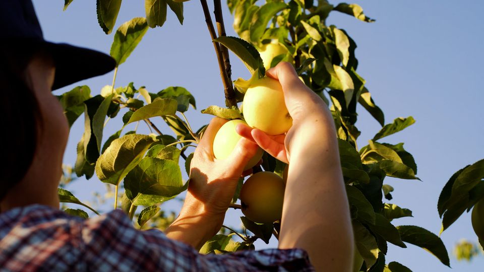 Junifall: Darum werfen Apfelbäume ihre Früchte ab
