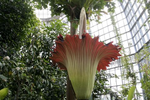 Eine Titanenwurz in voller Blüte umgeben von anderen Tropenpflanzen