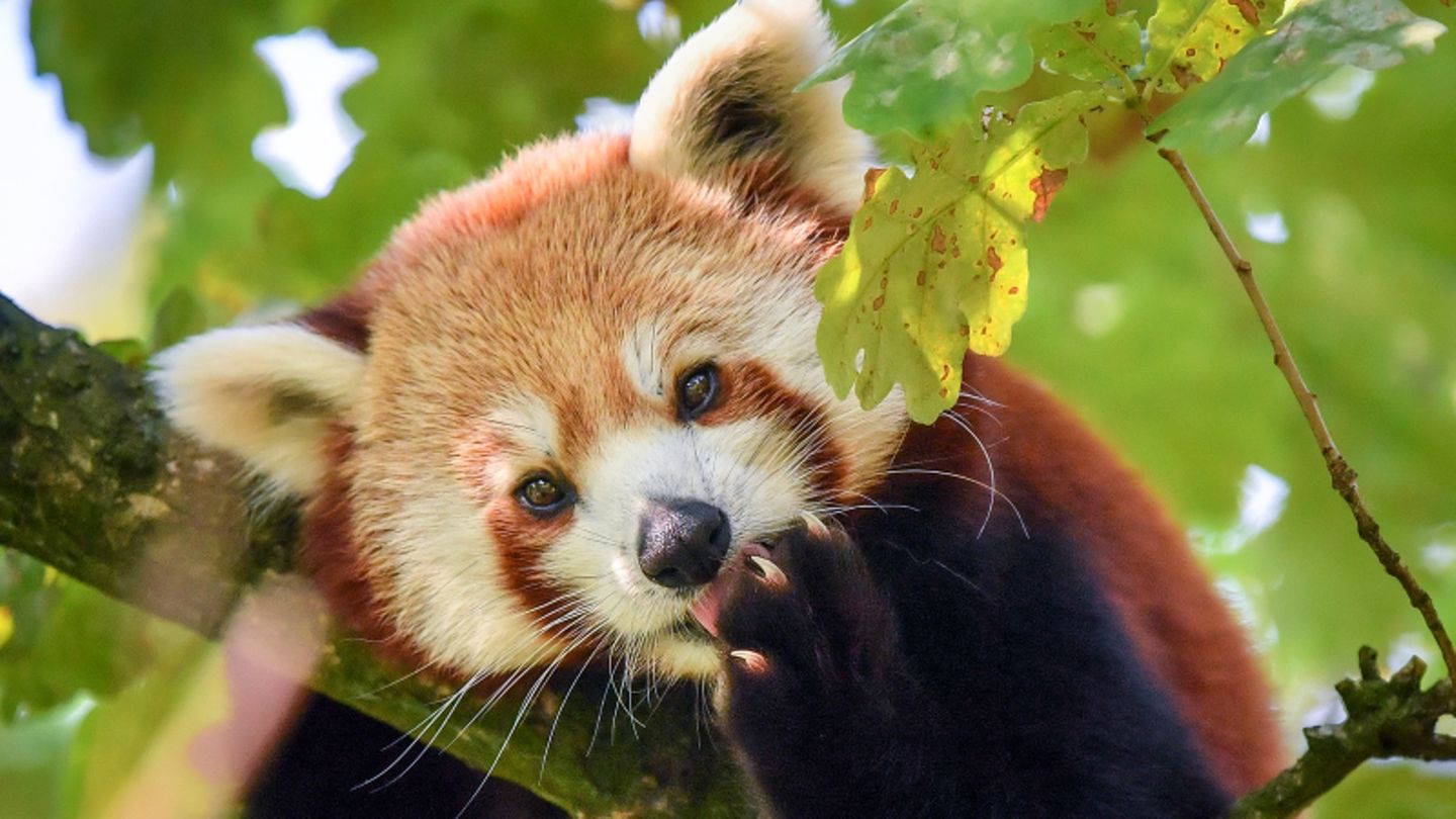 Roter Panda