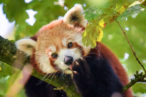 Roter Panda