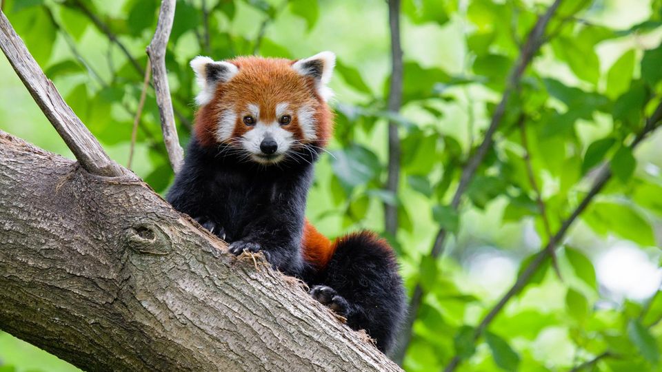 Ein Kleiner Panda im Duisburger Zoo